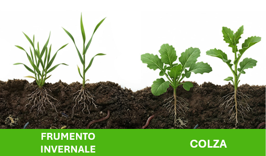 Concimazione di copertura tempestiva di frumento e colza autunnali!